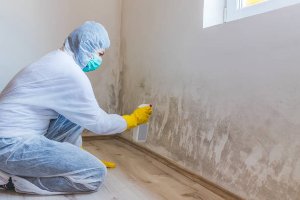 Licensed Mold Cleanup service in Round Hill, VA - WQB Mold Removal