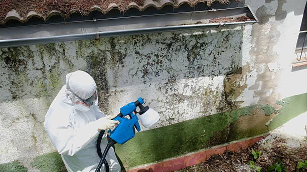 Top rated local Mold Cleanup specialists in Round Hill, VA